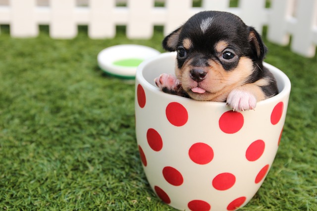 Picture of a cute Chihuahua in a teacup