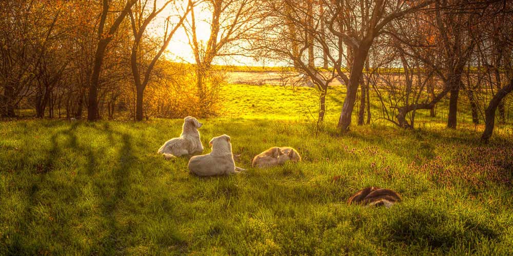 An image of dogs laying in a field while the sun sets